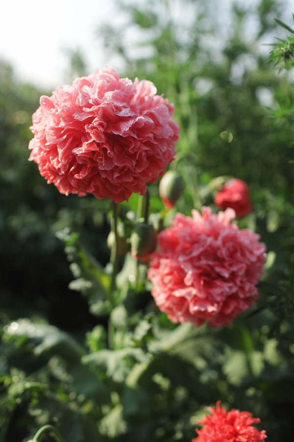 Breadseed Poppy Frosted Salmon Whistling Prairie Flowers