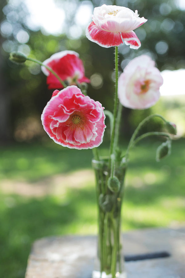 Shirley Poppy Supreme Whistling Prairie Flowers