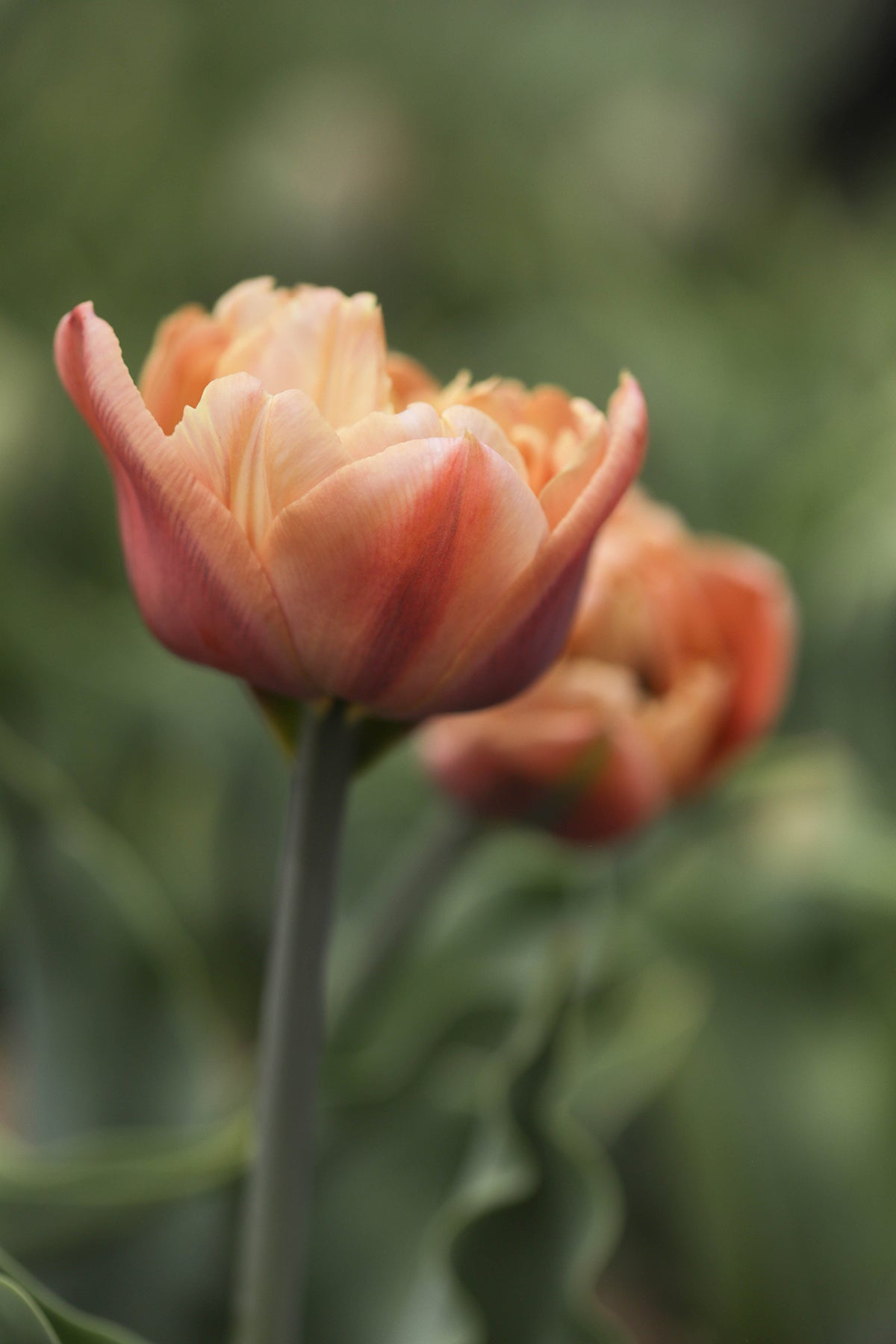 Tulip La Belle Epoque