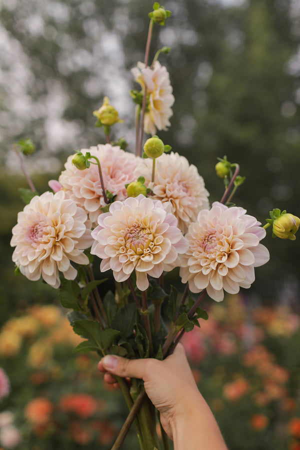 Dahlia Sweet Nathalie | Whistling Prairie Flowers Canada Dahlia Tubers