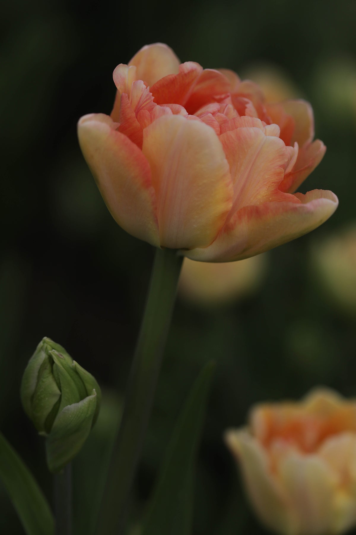 Tulip Charming Beauty