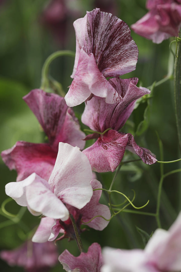 Sweet Pea Chocolate Flake Whistling Prairie Flowers