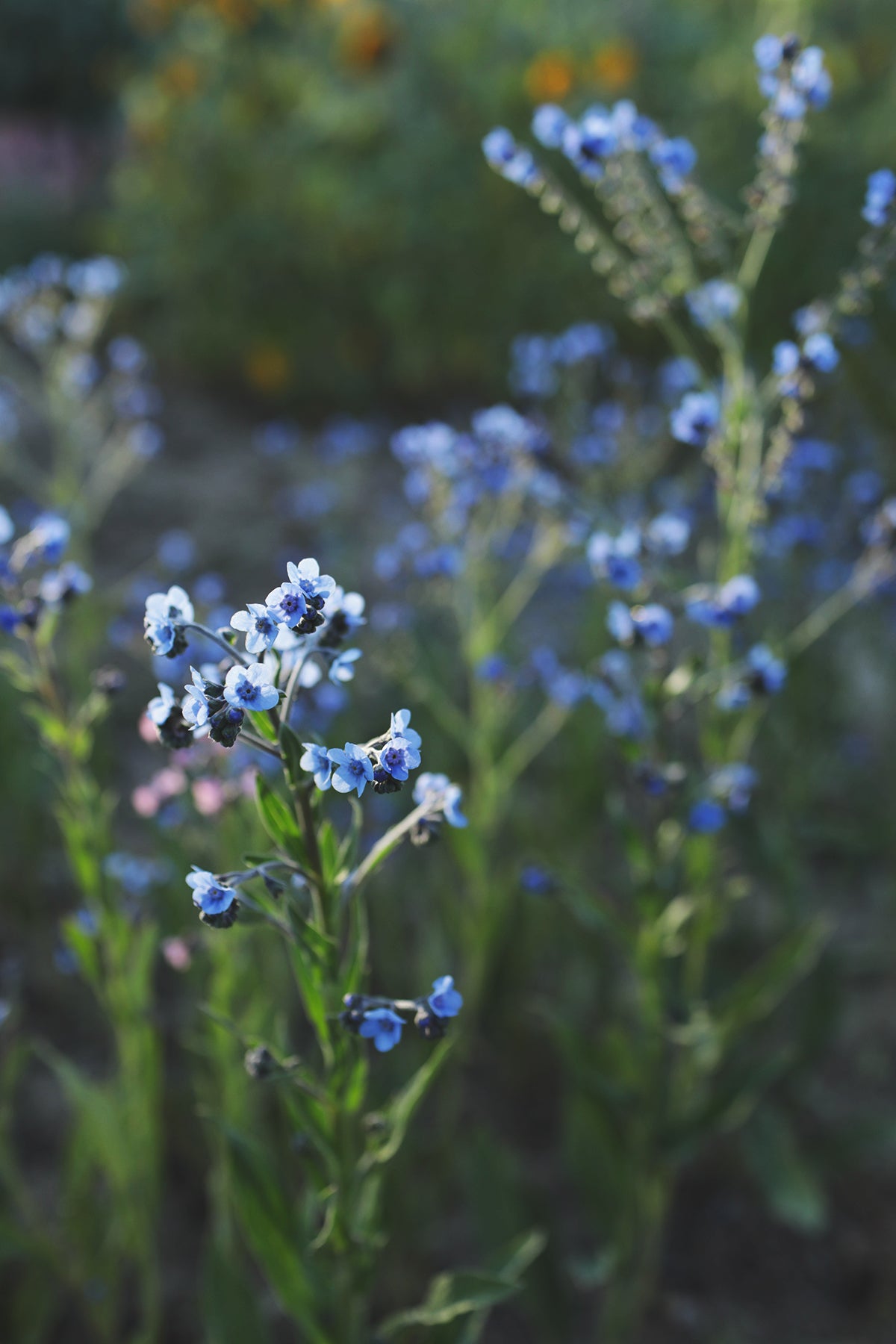 Chinese Forget-Me-Not Blue Showers
