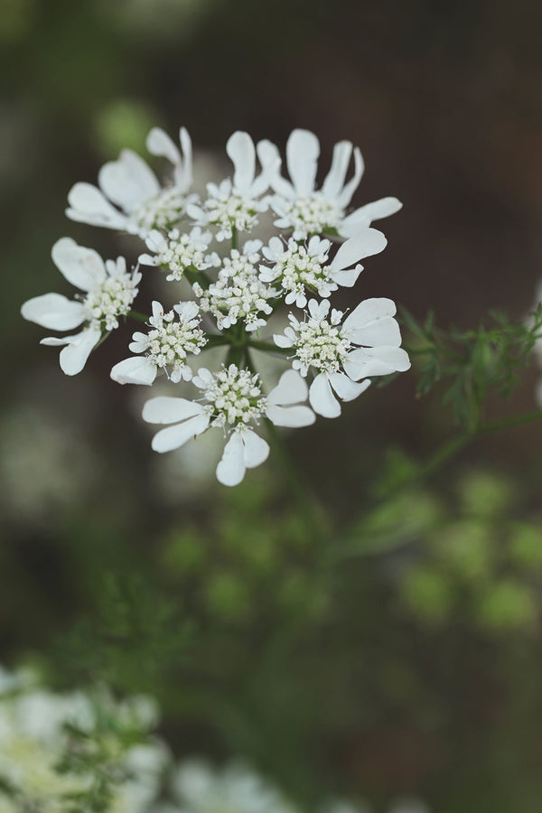 Orlaya White Lace Flower - Seeds Grown in Nova Scotia — Annapolis