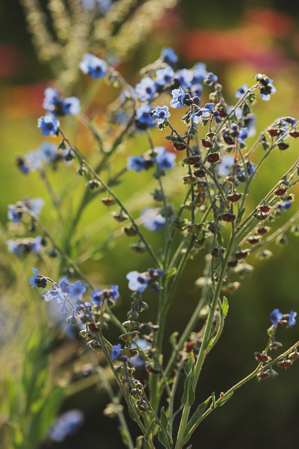Chinese Forget-Me-Nots 'Blue Showers' – ANTONIO VALENTE FLOWERS