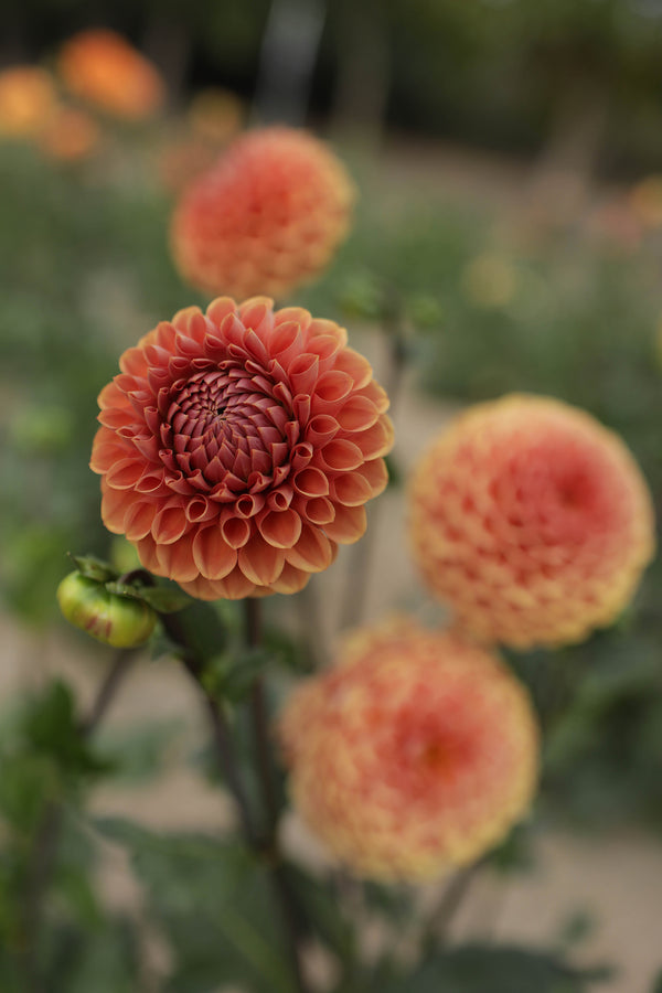Dahlia Cornel Bronze | Whistling Prairie Flowers Canada Dahlia Tubers