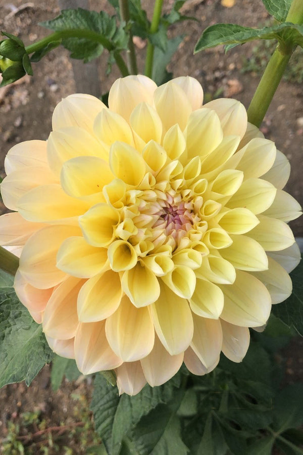 Honeydew_600x.jpg?v=1615958191