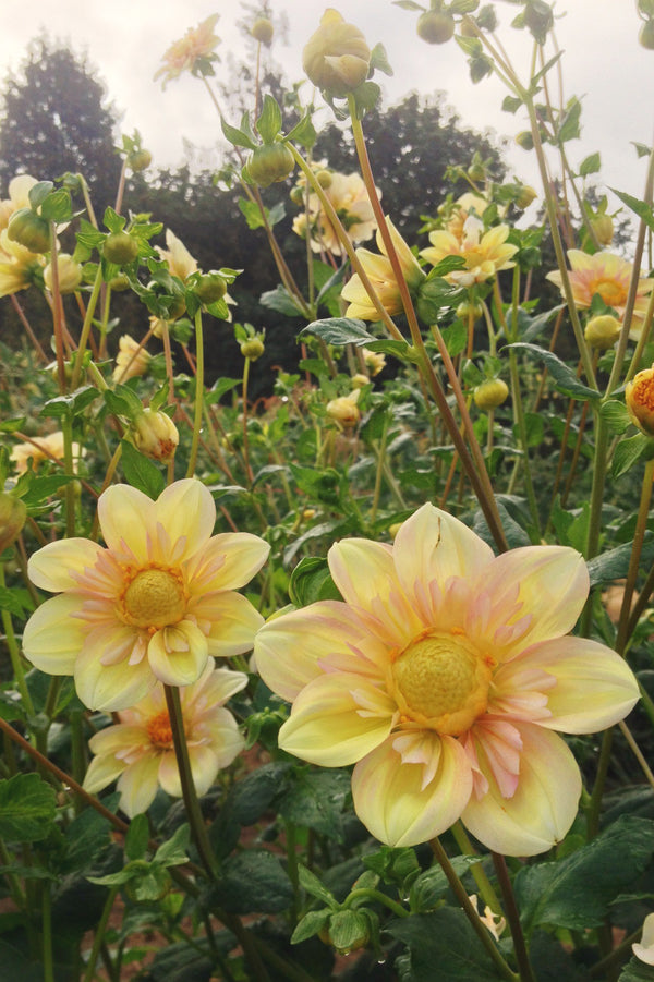 Dahlia Appleblossom | Whistling Prairie Flowers Canada Dahlia Tubers