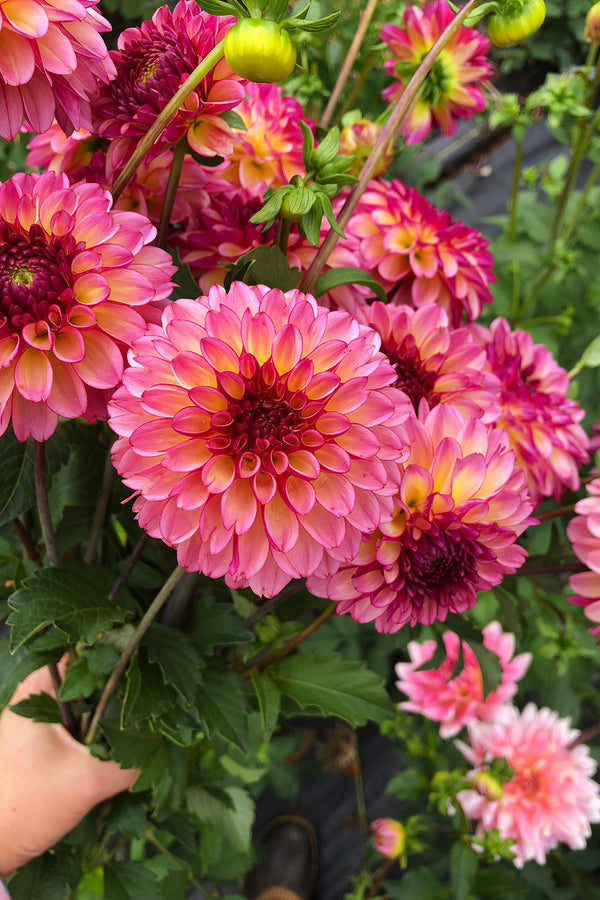 IMG_5577_600x.jpg?v=1616011171