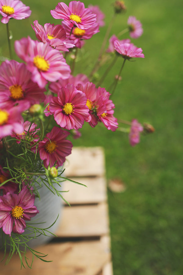 Cosmos Xsenia - Whistling Prairie Flowers