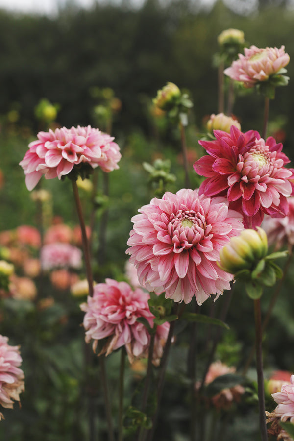 image_2b4a64a2-93bb-4220-b3ec-