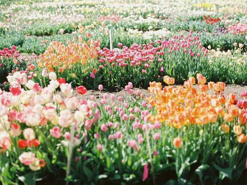 Sample Blog 1