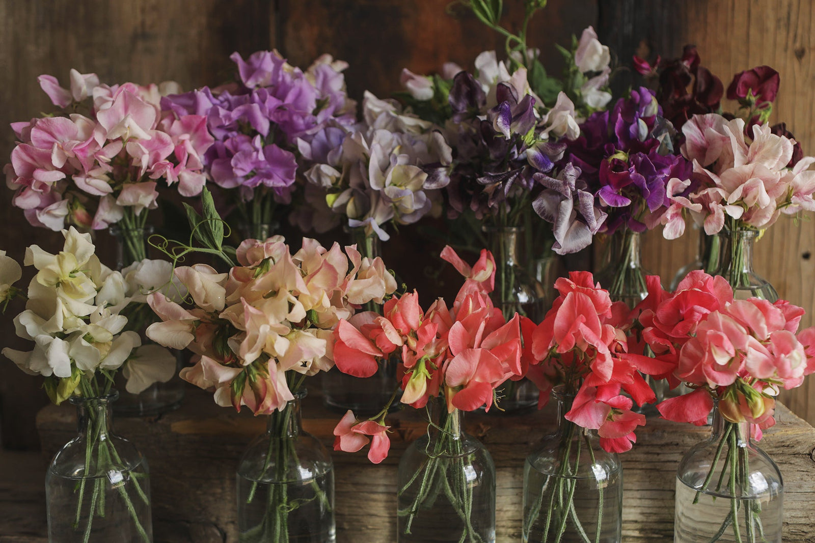 Sweet Pea King's Ransom in Canada