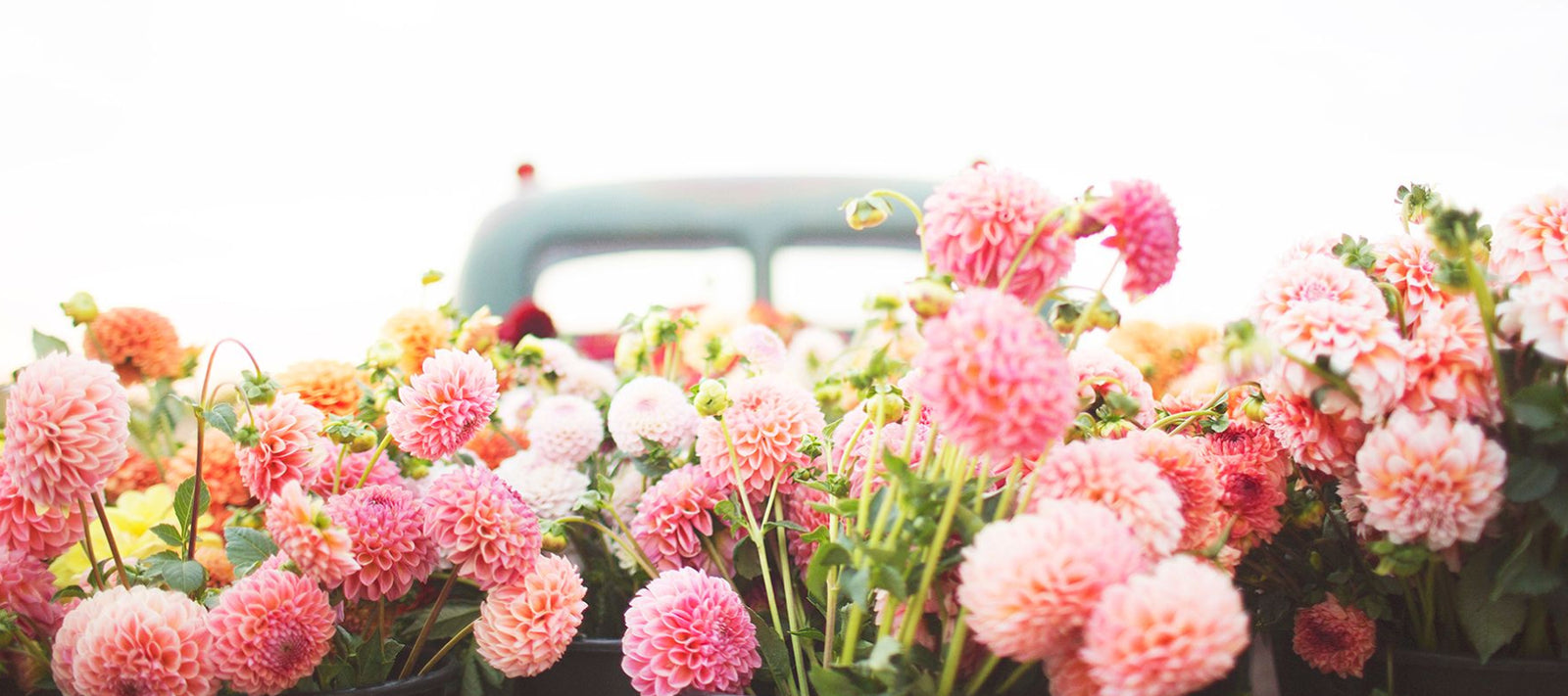 Dahlias Canada - order dahlias online from Whistling Prairie Flowers