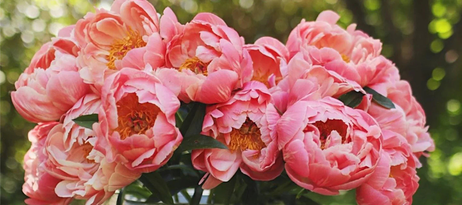 Peonies
