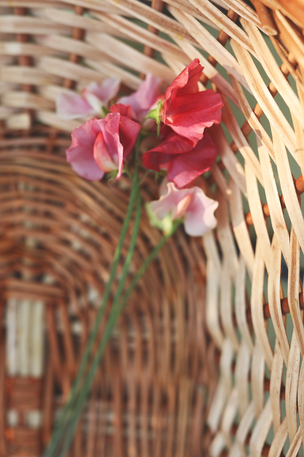 Sweet Pea Kings Ransom