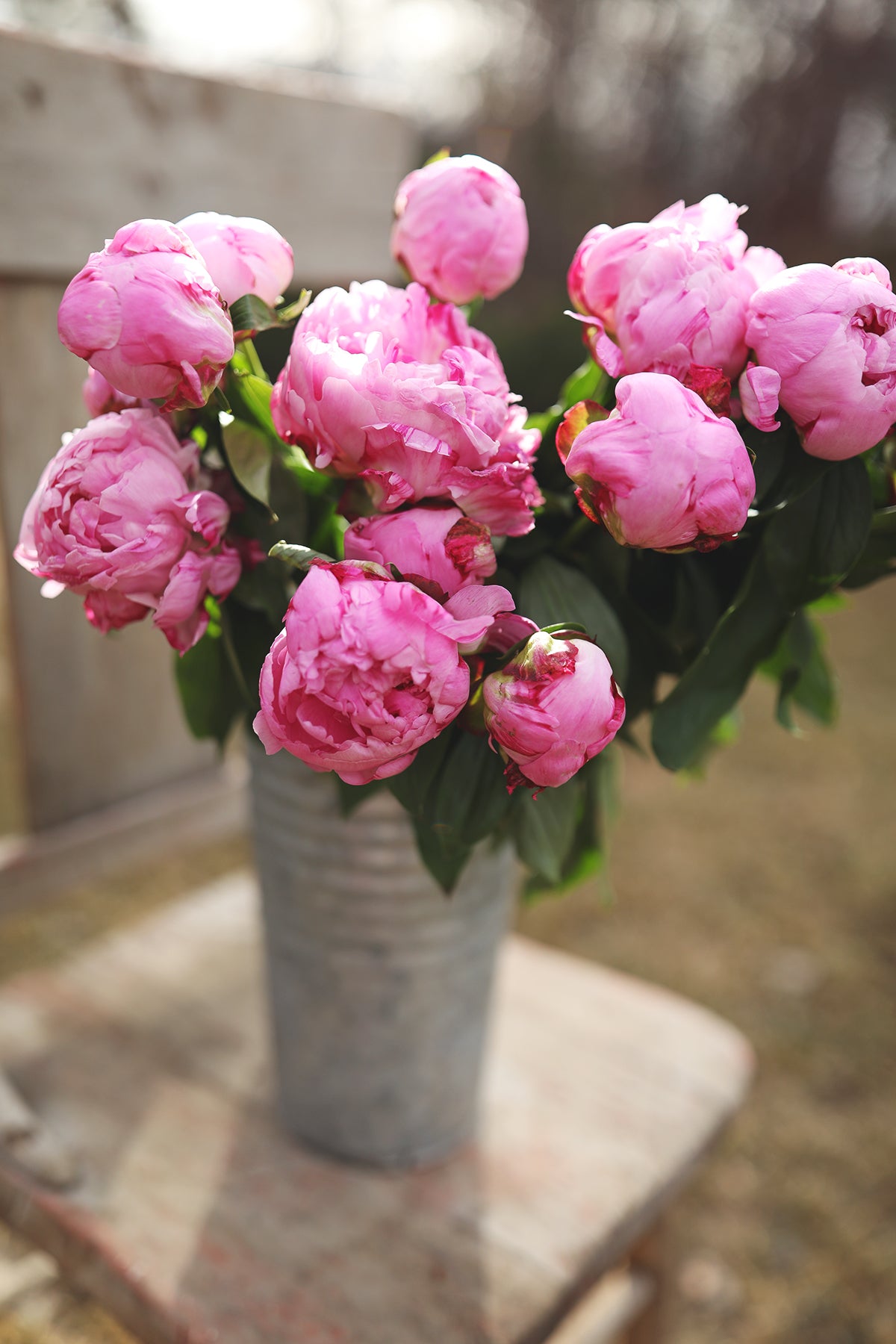 Peony Dr Alexander Fleming