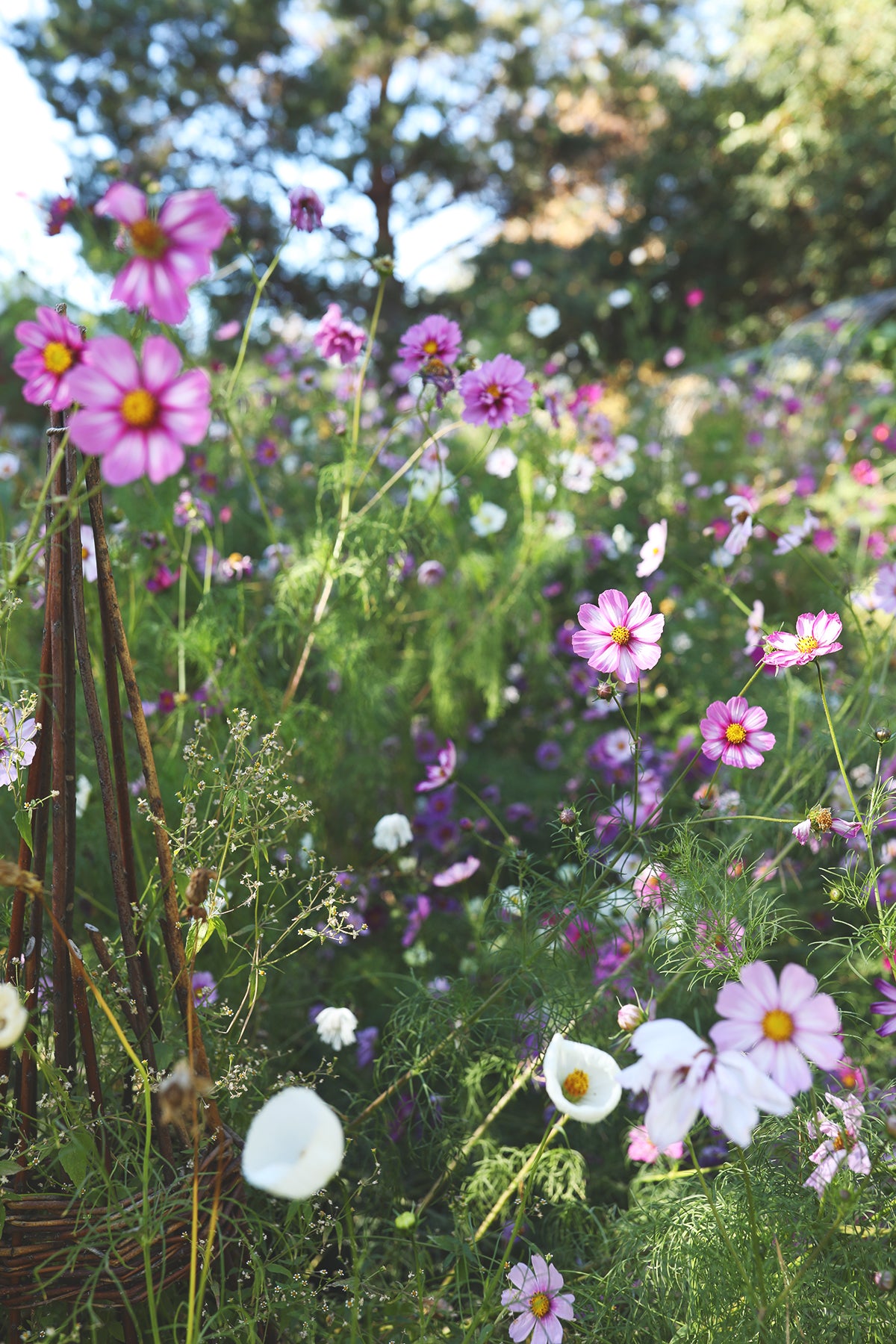 Cosmos WPF Cottage Garden Mix