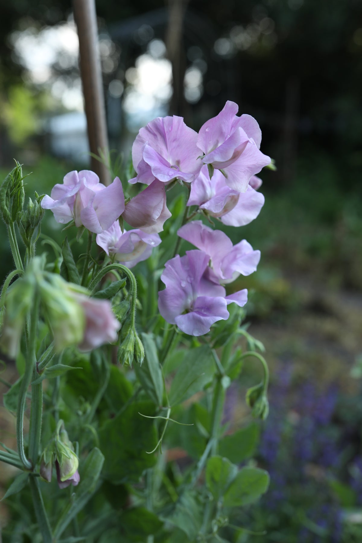 Sweet Pea Kings Coronation