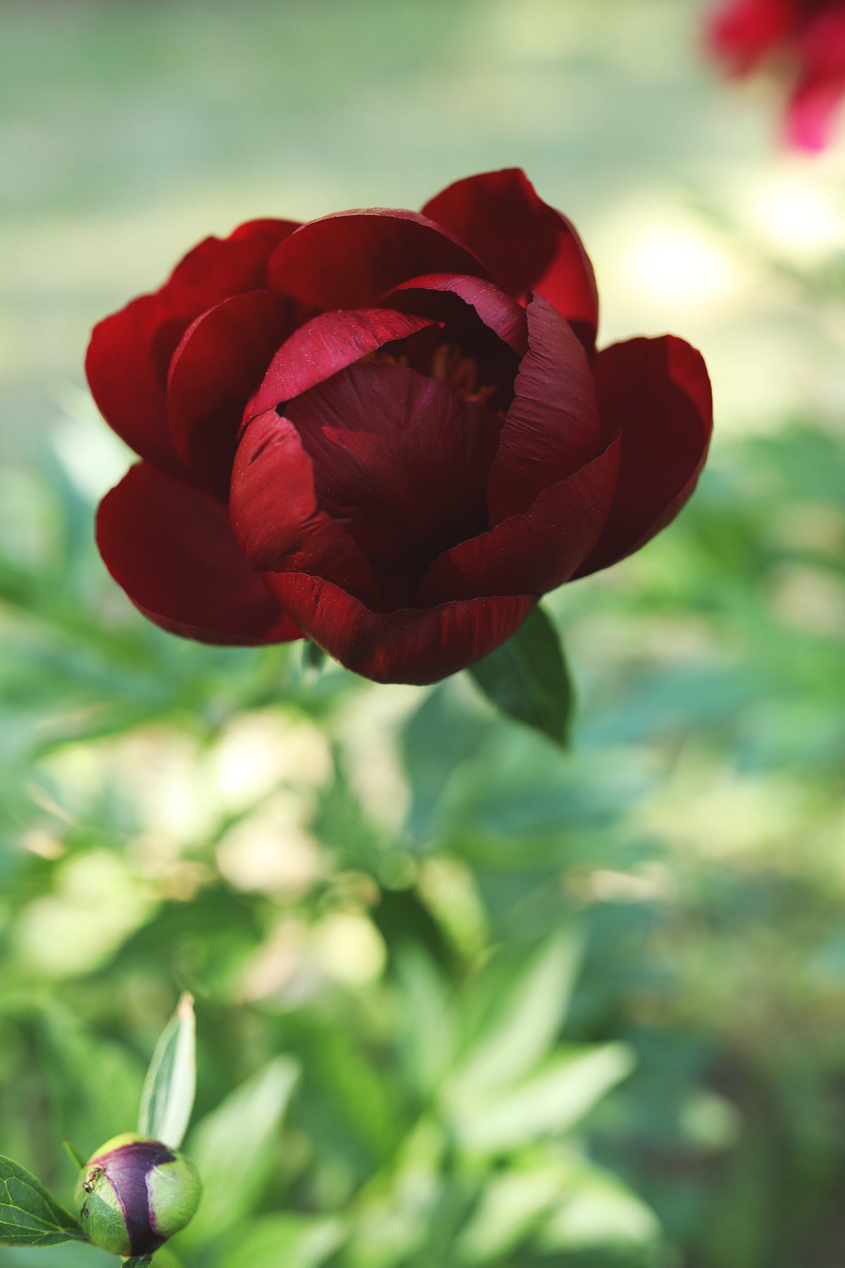 Peony Buckeye Belle