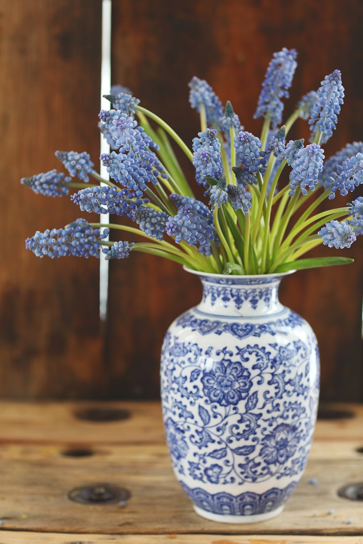 Muscari Armeniacum