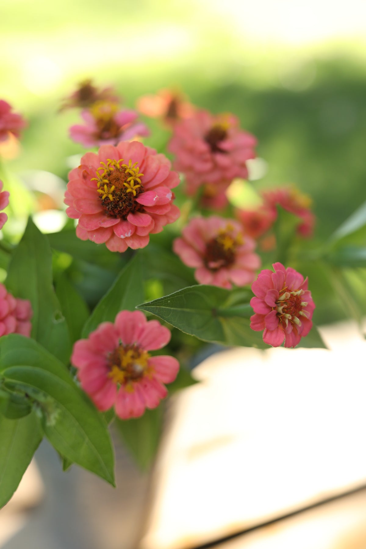 Zinnia Oklahoma Pink