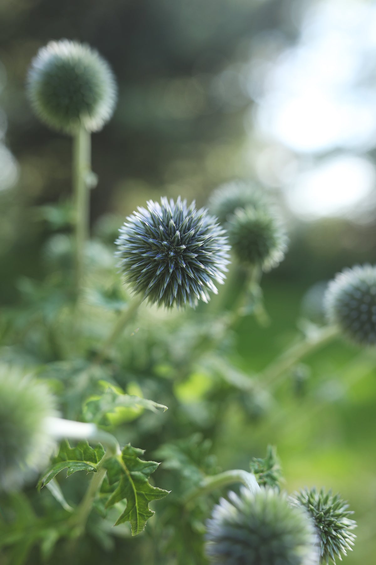 Echinops (Globe Thistle)