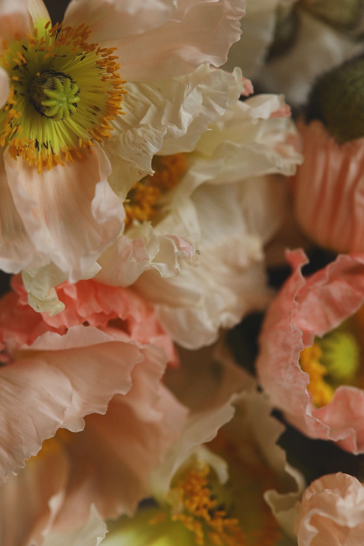 Iceland Poppies Pastel Meadows