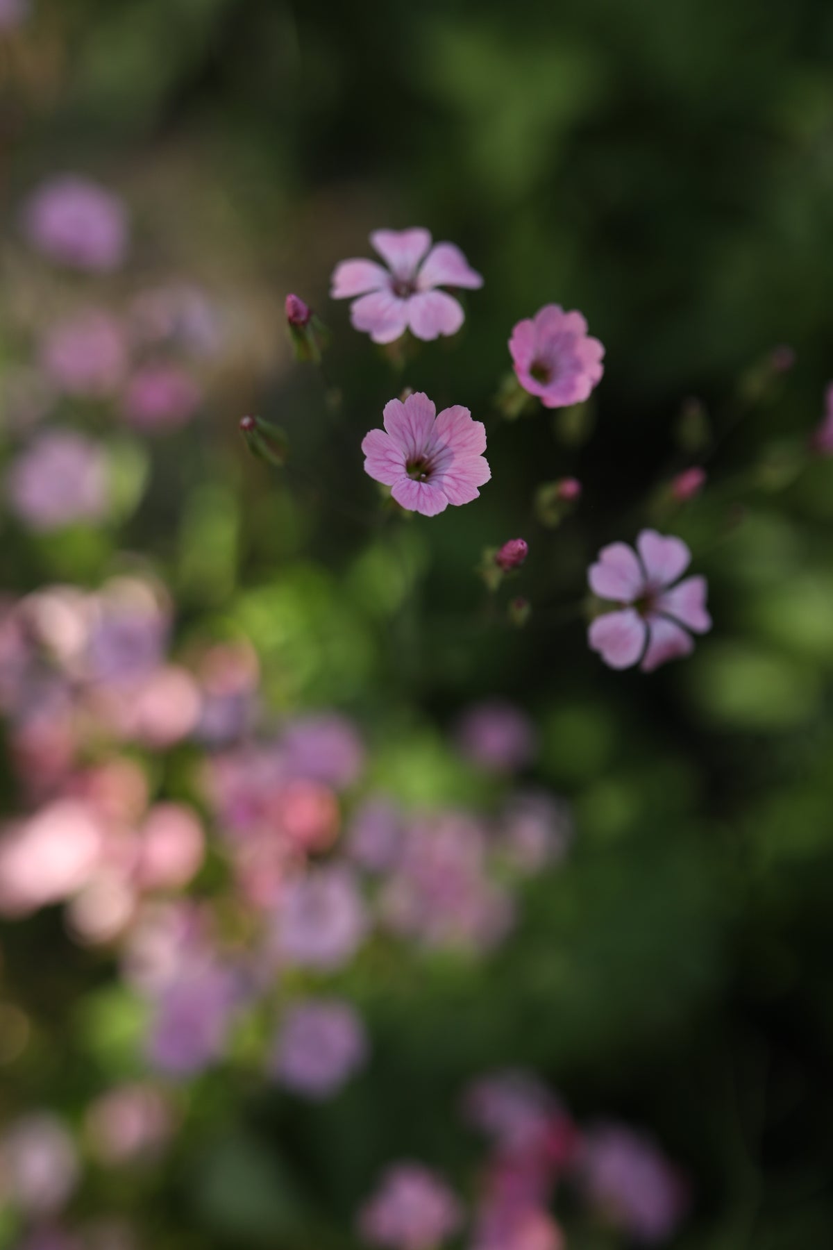 Saponaria Pink Beauty