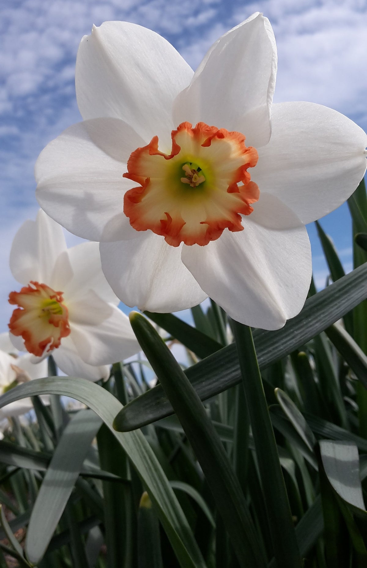 Narcissus Audubon