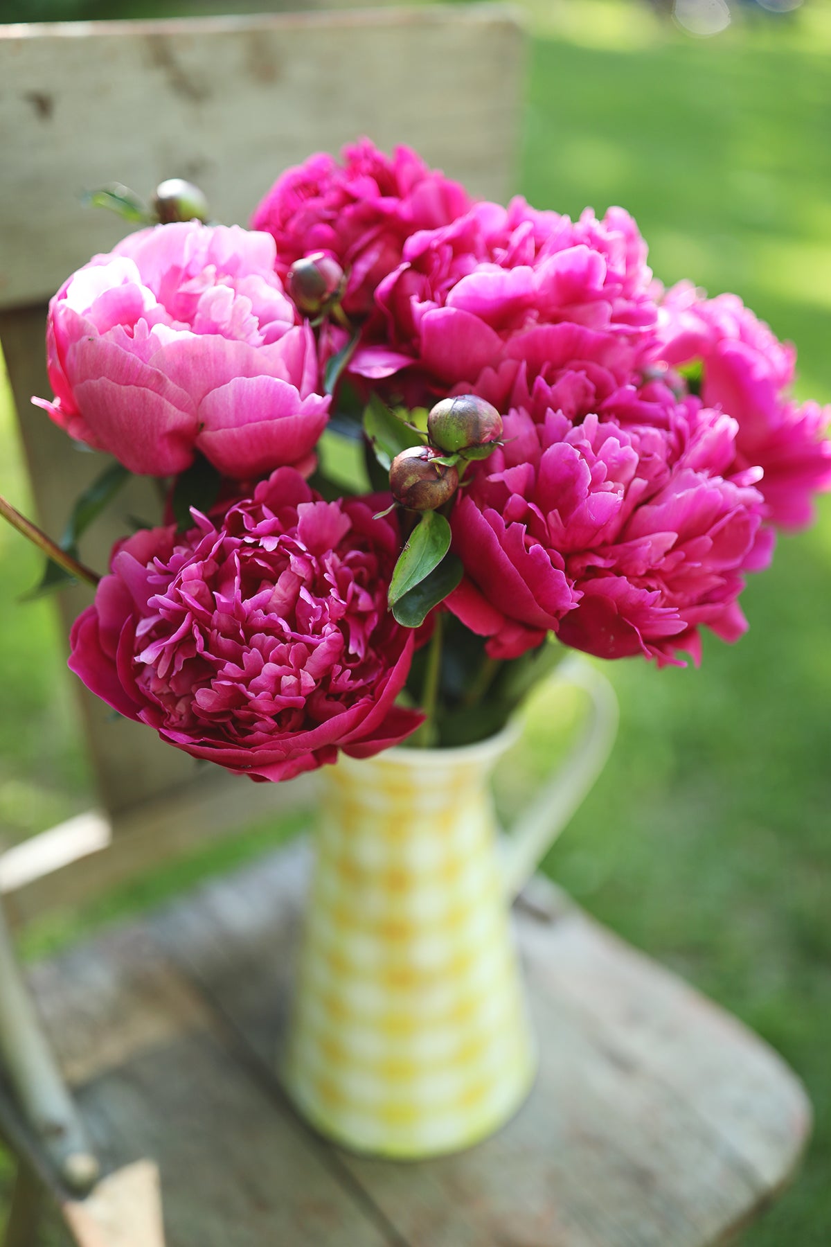 Peony Kansas