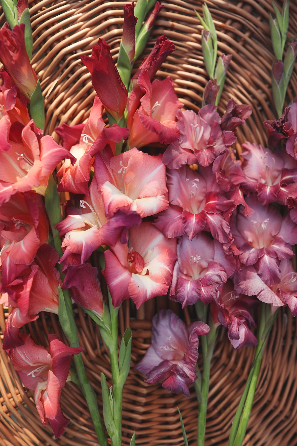 Gladiolus Guinea
