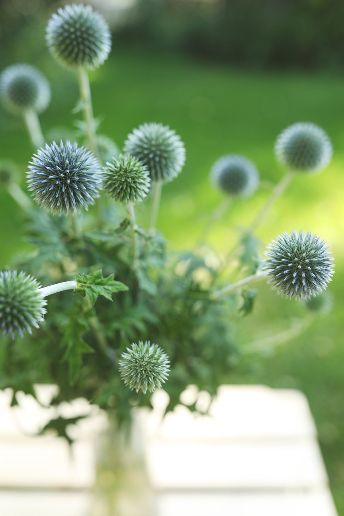 Echinops (Globe Thistle)