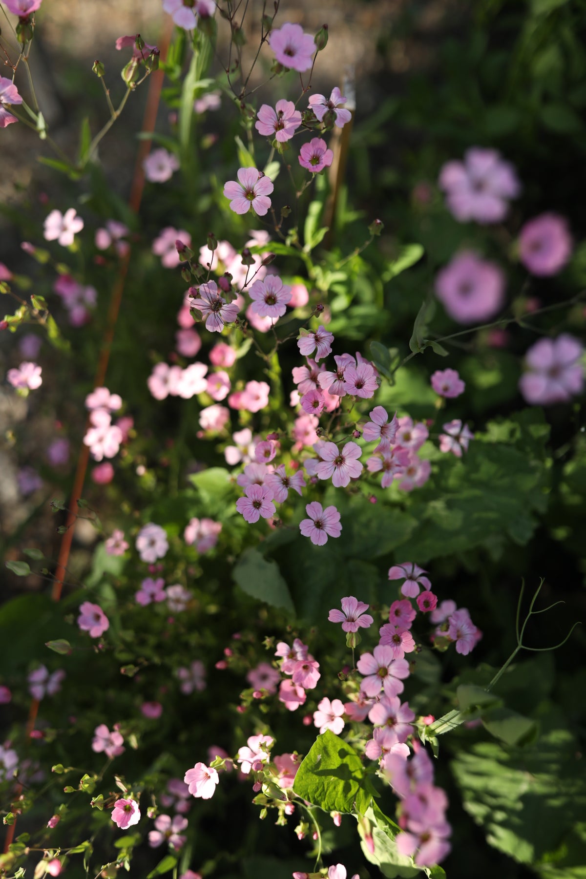 Saponaria Pink Beauty