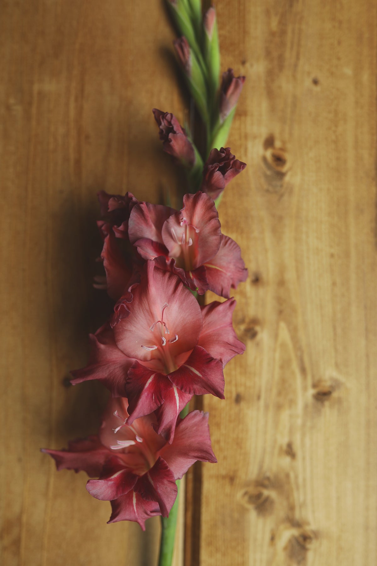Gladiolus Earl Grey