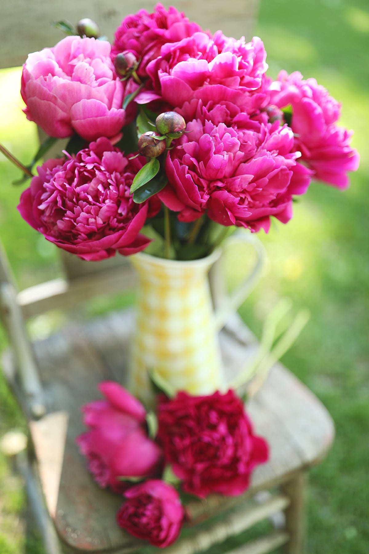 Peony Kansas