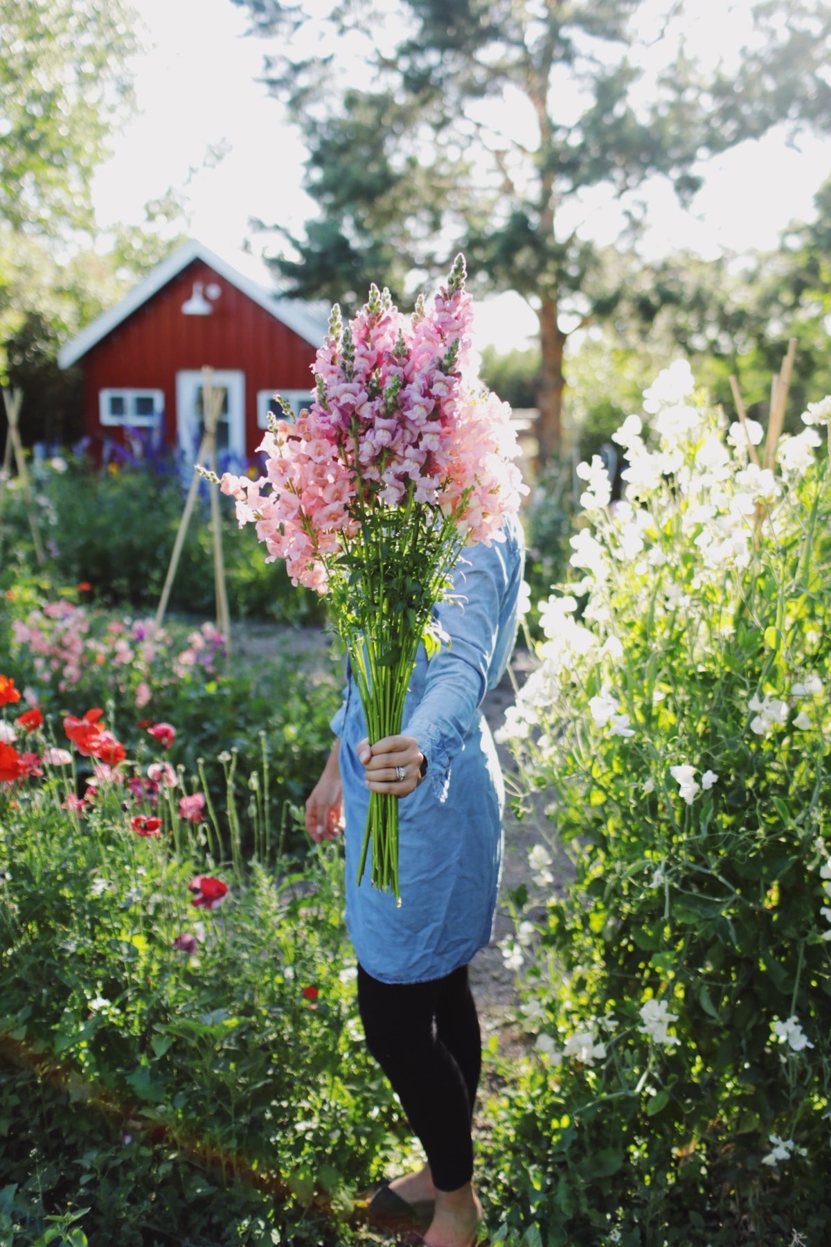 Snapdragon Potomac Lavender