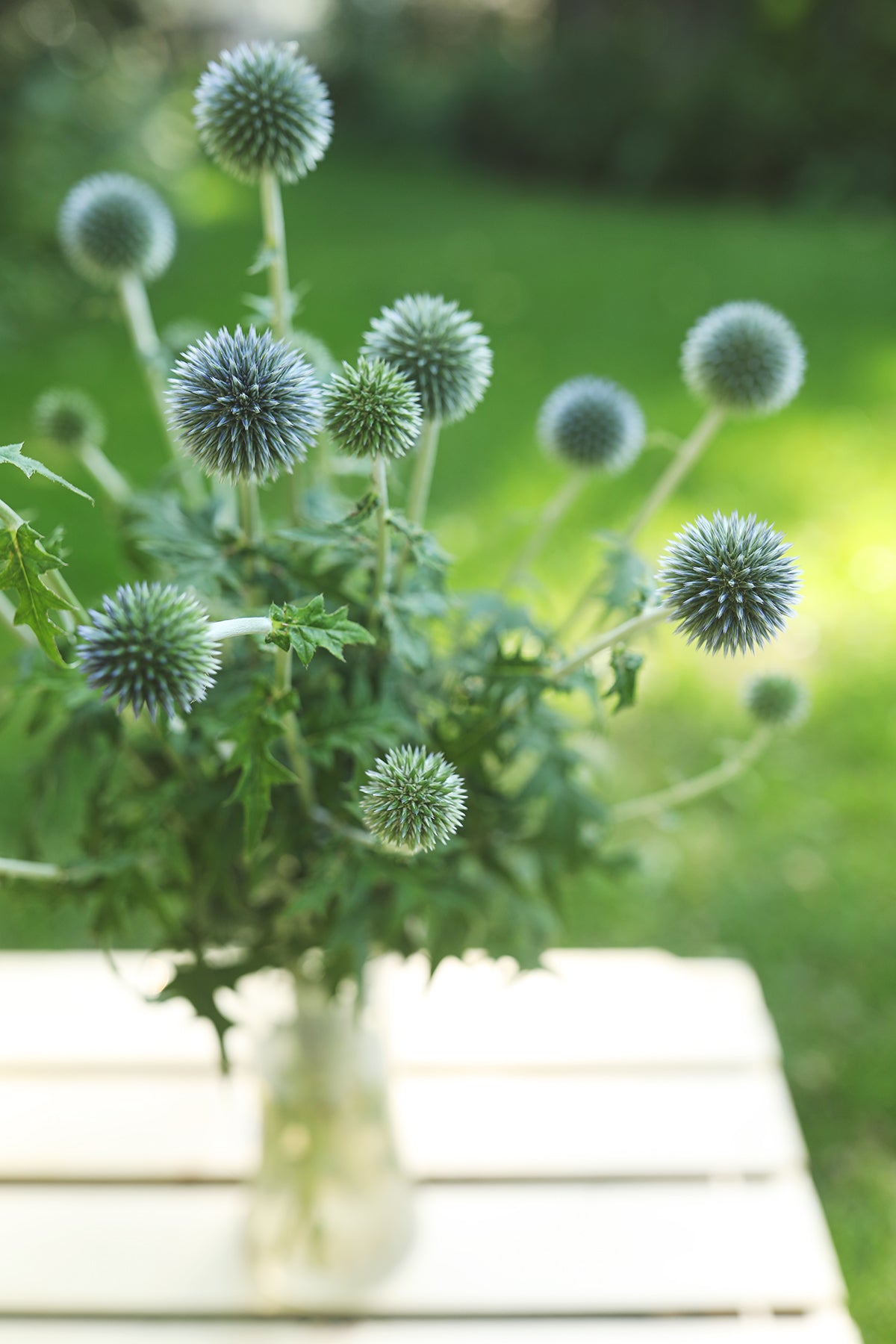 Echinops (Globe Thistle)