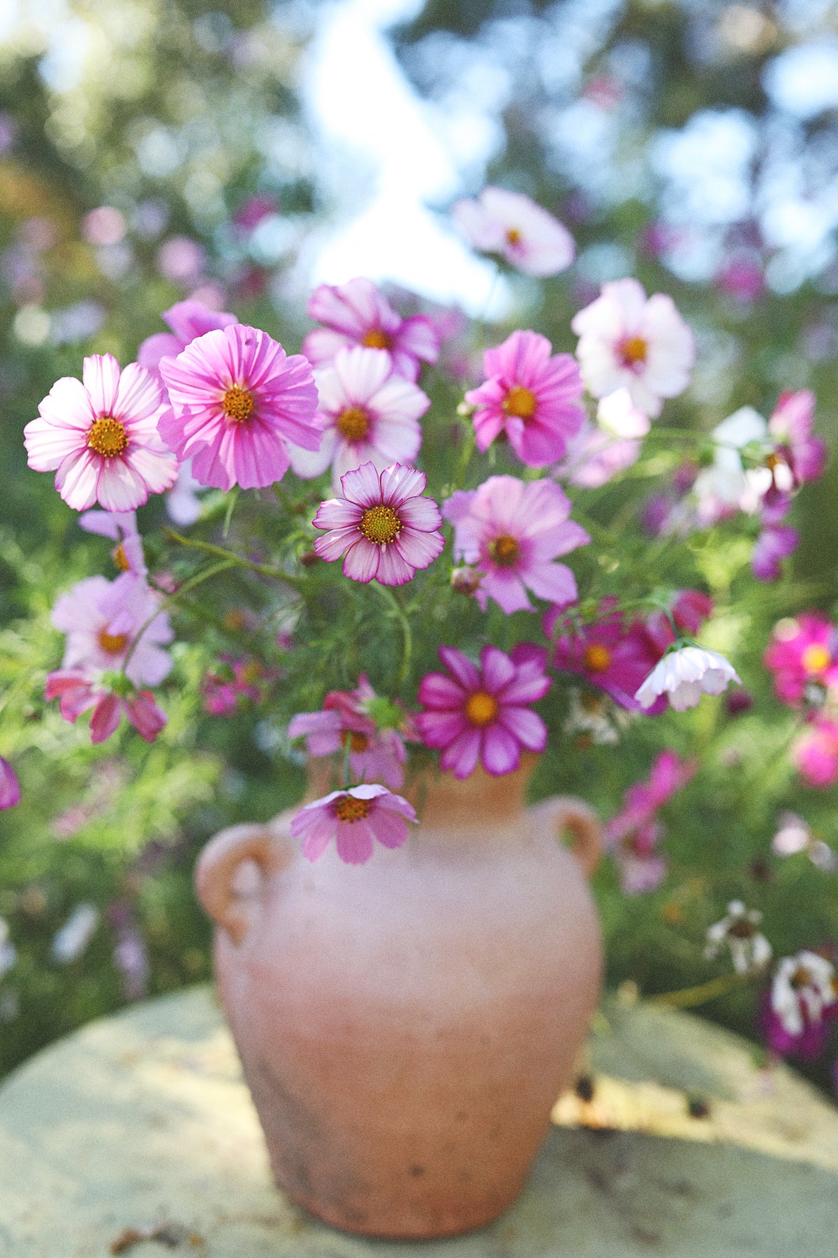 Cosmos WPF Cottage Garden Mix