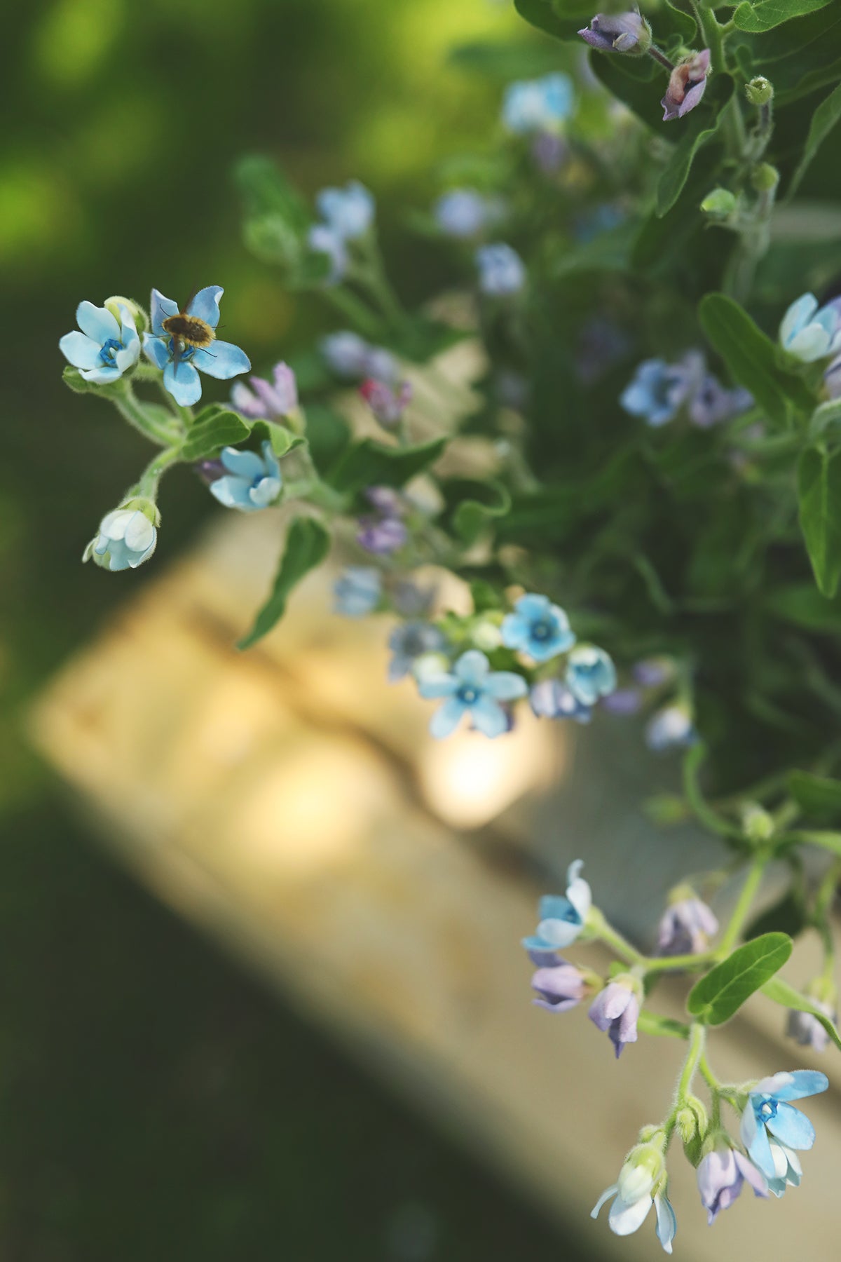 Tweedia ‘Heavenly Blue’