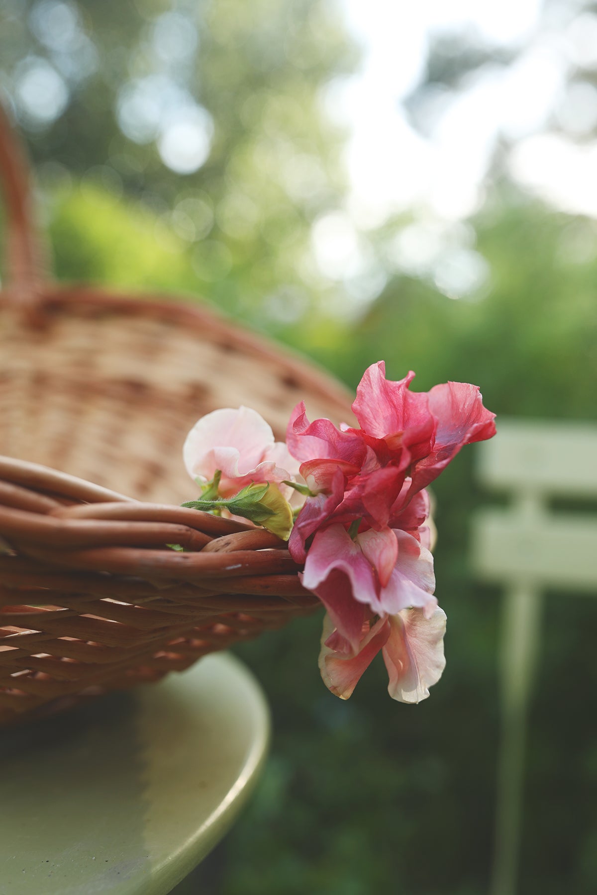 Sweet Pea Kings Ransom