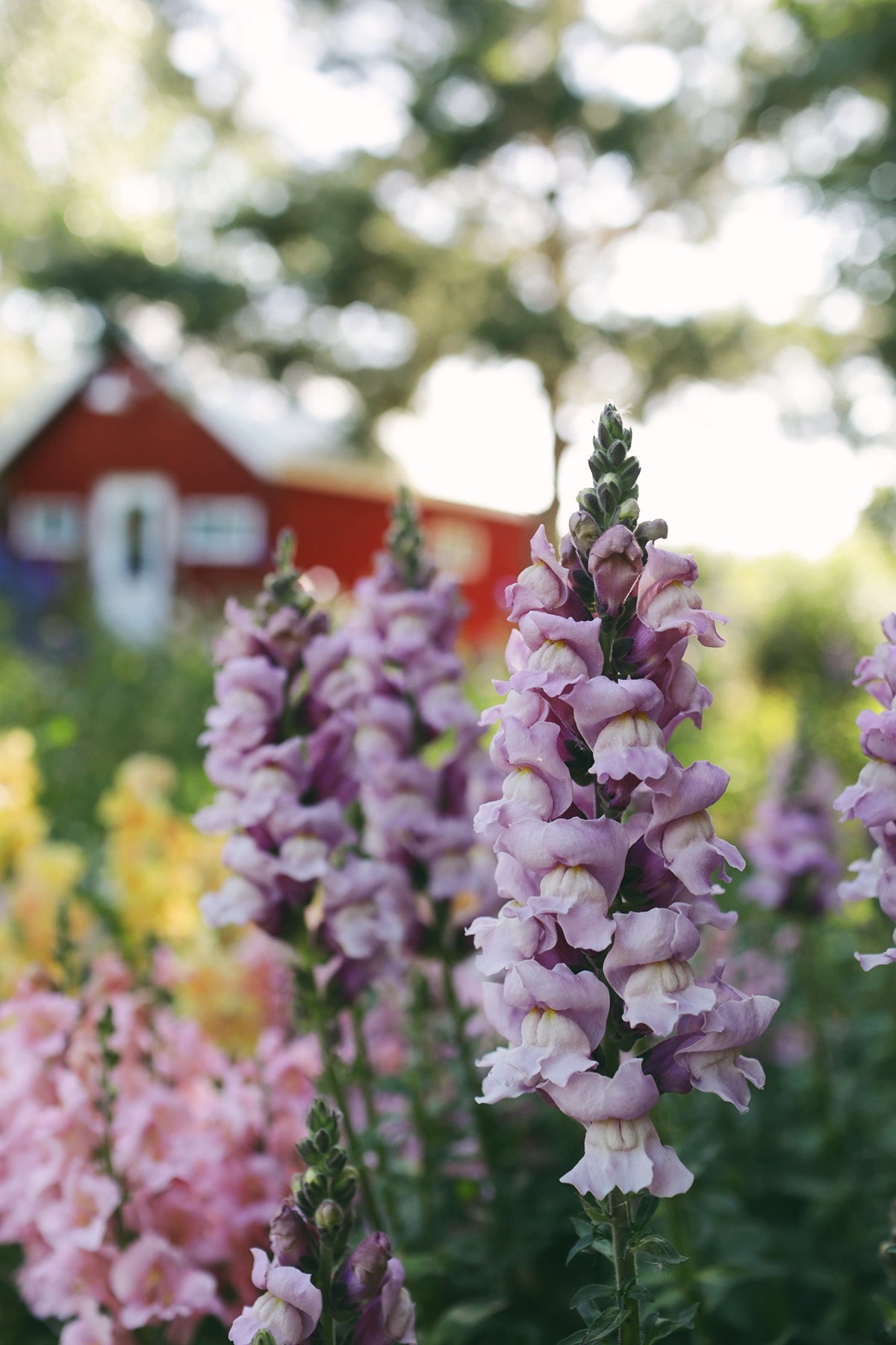 Snapdragon Potomac Lavender