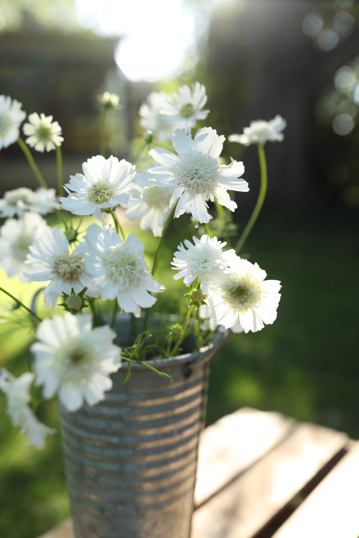 Cosmos White Popsocks