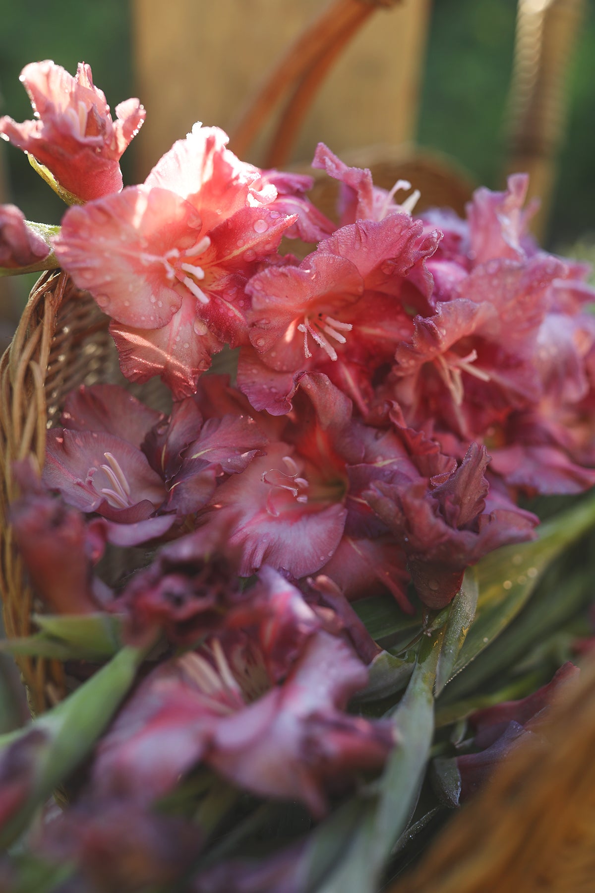 Gladiolus Earl Grey