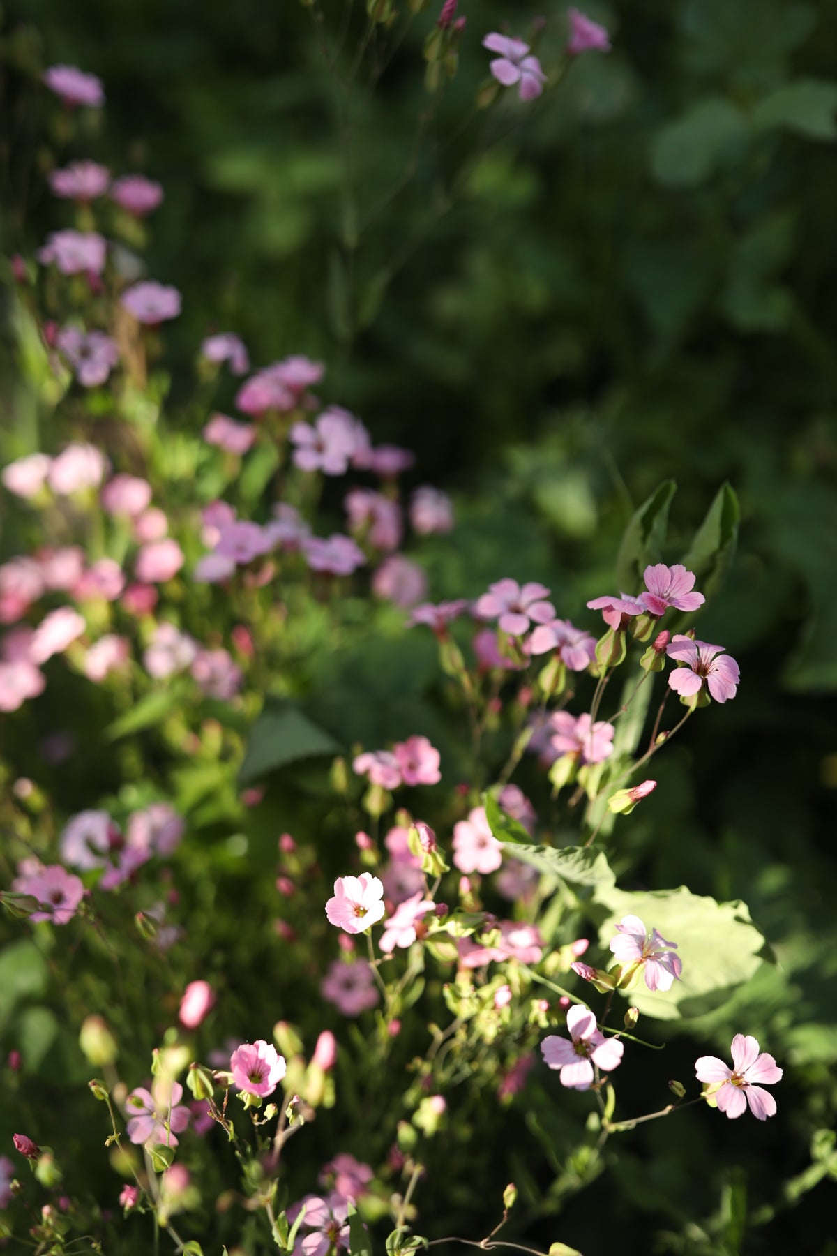 Saponaria Pink Beauty