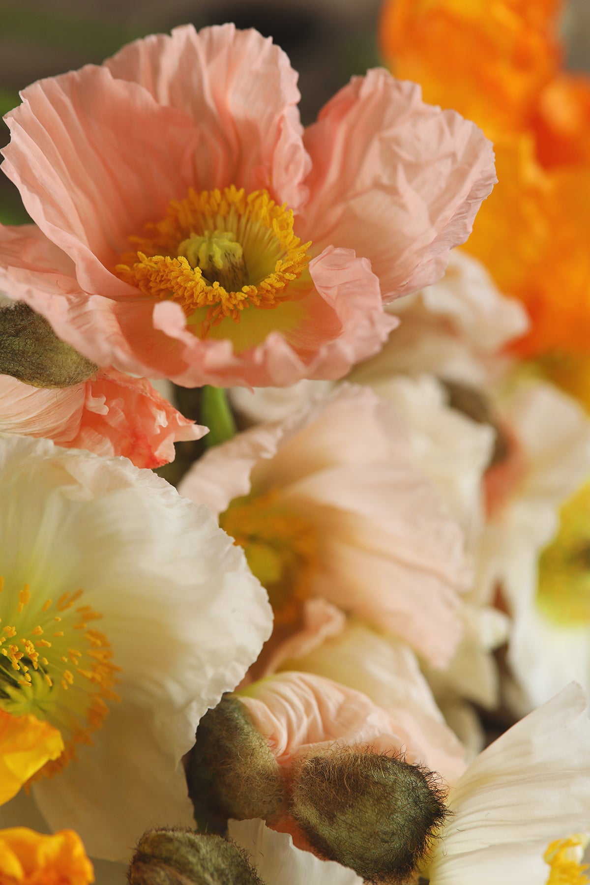 Iceland Poppies Pastel Meadows