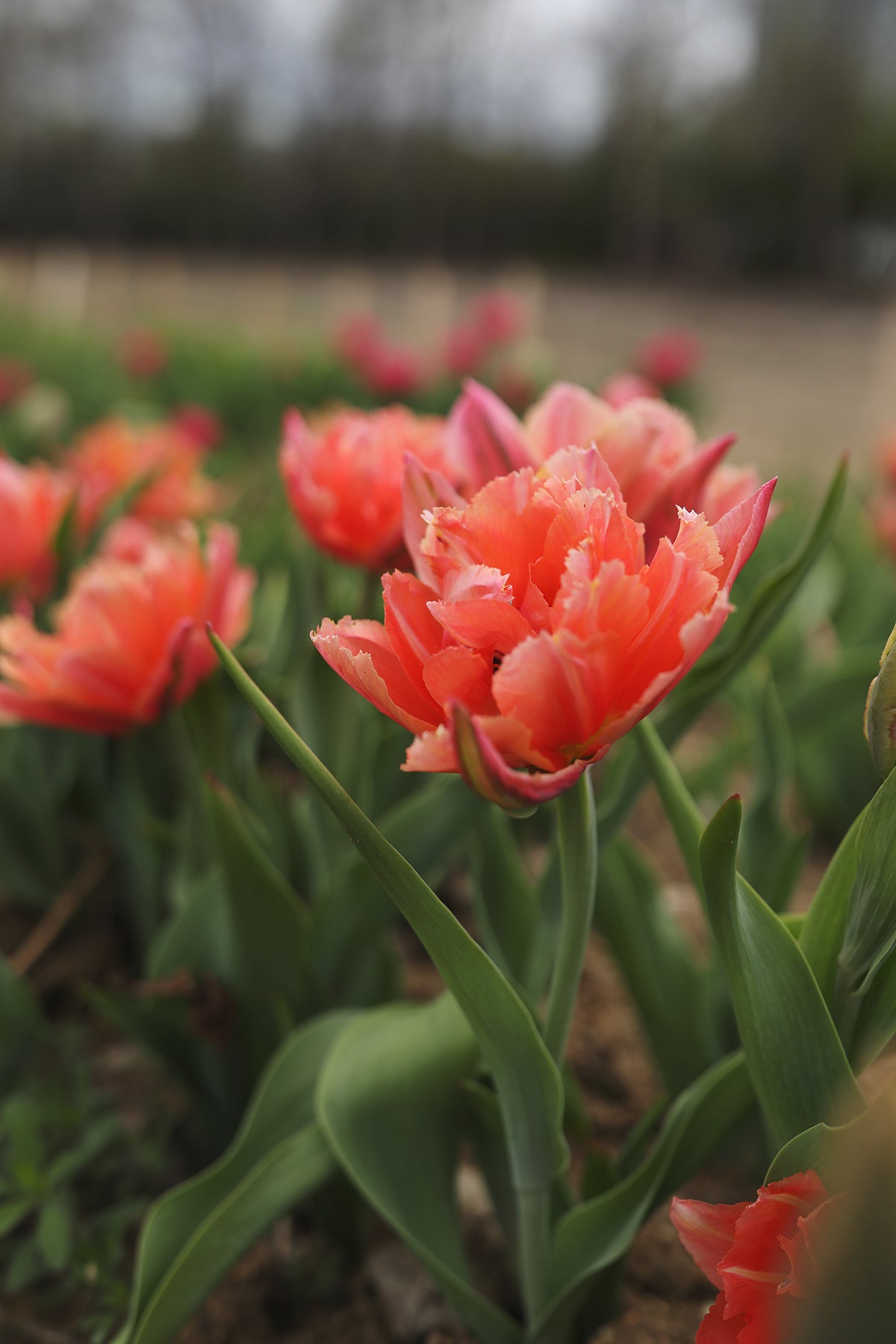 Tulip Royal Centennial