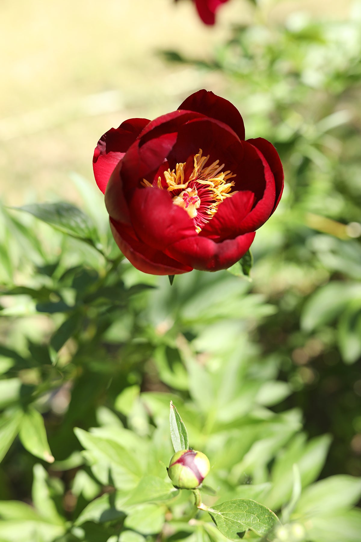 Peony Buckeye Belle