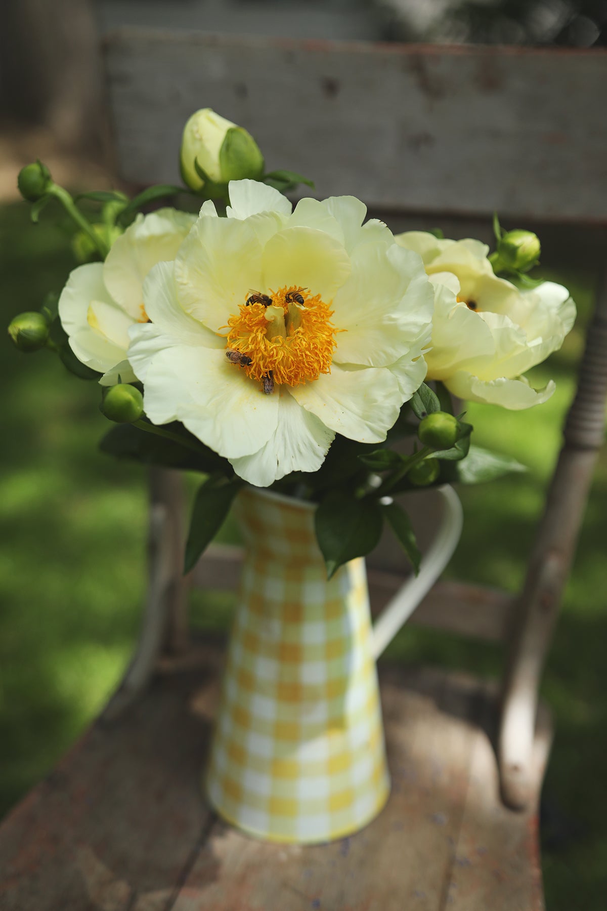Peony Moonrise