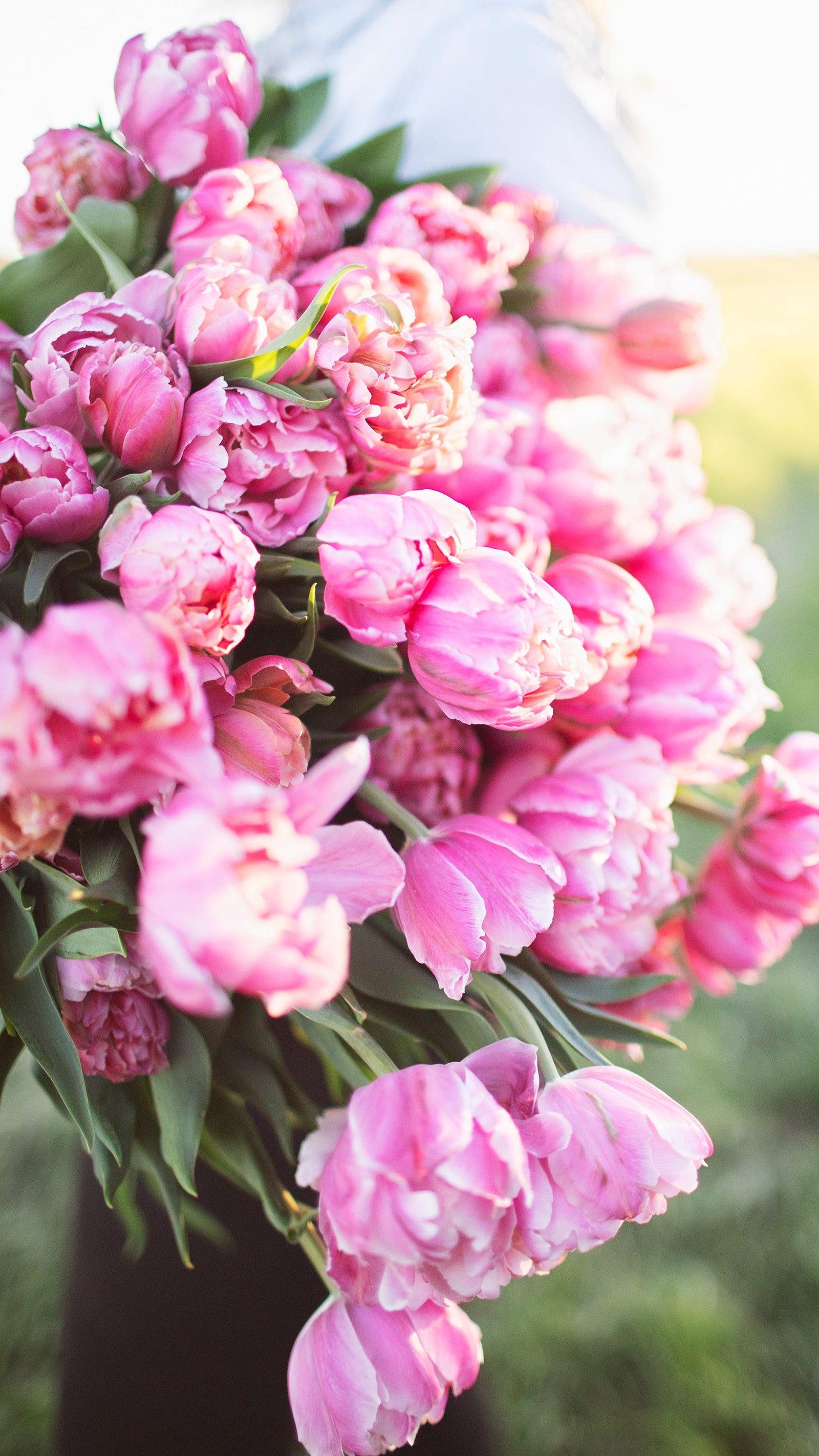 Best Canadian Tulip, Narcissues and Flower bulbs for Sale online from Whistling Prairie Flowers 